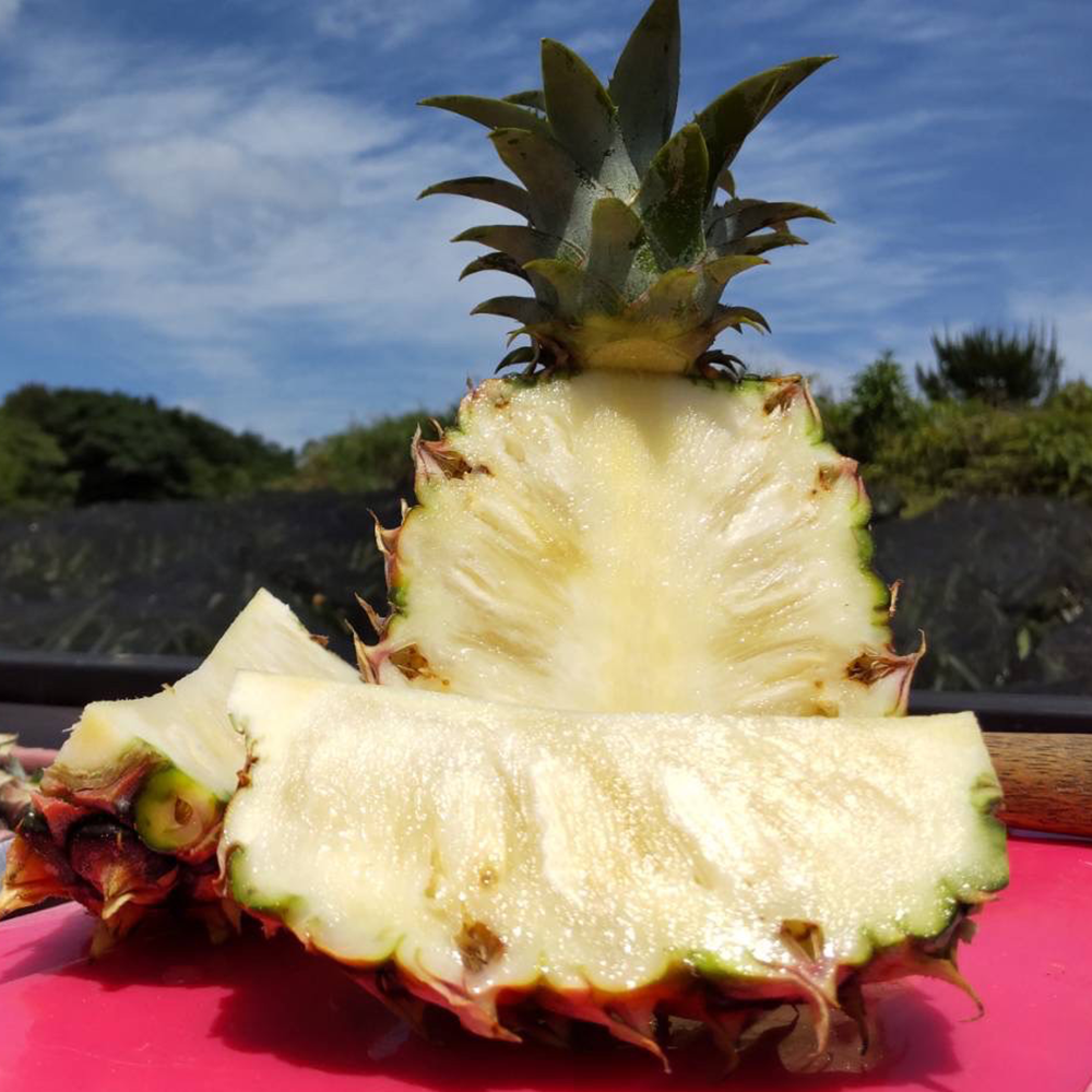 フローズンパイナップル｜ゴールドバレルパイナップル [150g]