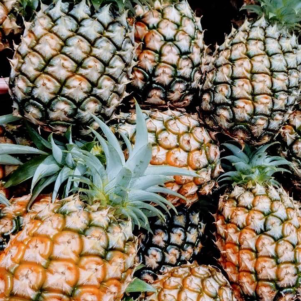フローズンパイナップル｜ゴールドバレルパイナップル [150g]