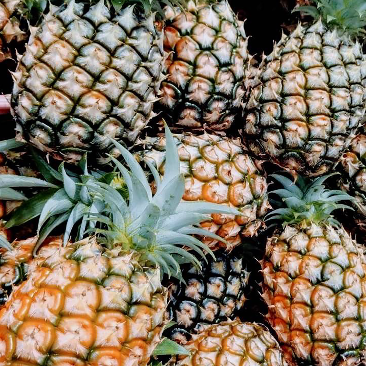 フローズンパイナップル｜ゴールドバレルパイナップル [150g]