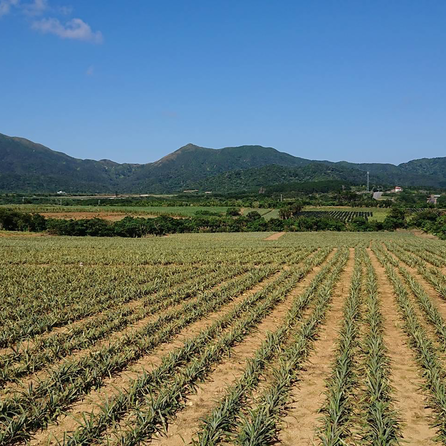 フローズンパイナップル｜ポコットパイナップ [150g]　